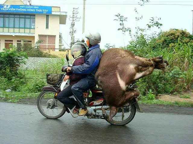 How To Ride Bike - With An Ox