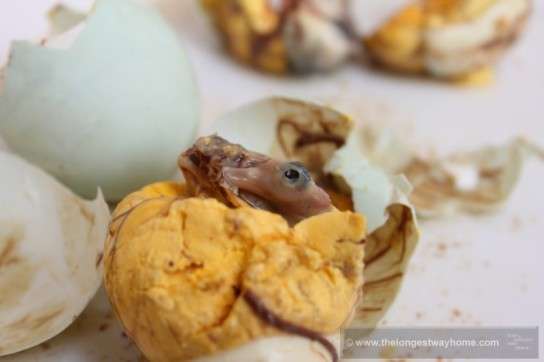 Balut In Philippines