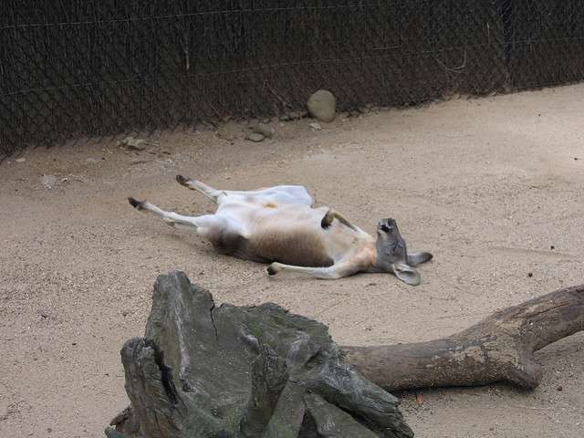 Kangaroo Funny - The Drunk Or Dead Kangaroo