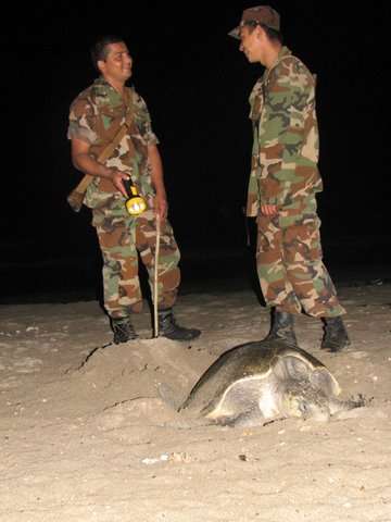 Sea Turtles Eggs - From The Military