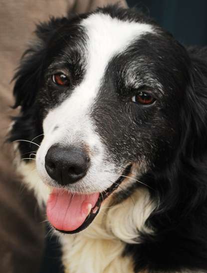 Sheep Dog Border Collie Wales | Europe Travel Blog | Sheep Dog Trials And Sheep Farming For Beginners. How To Herd Them! | Europe Travel Blog | Author: Anthony Bianco - The Travel Tart Blog