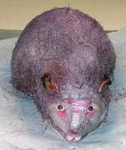 Rat Cake