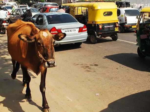 Iconic Images - Cows In Indian Streets