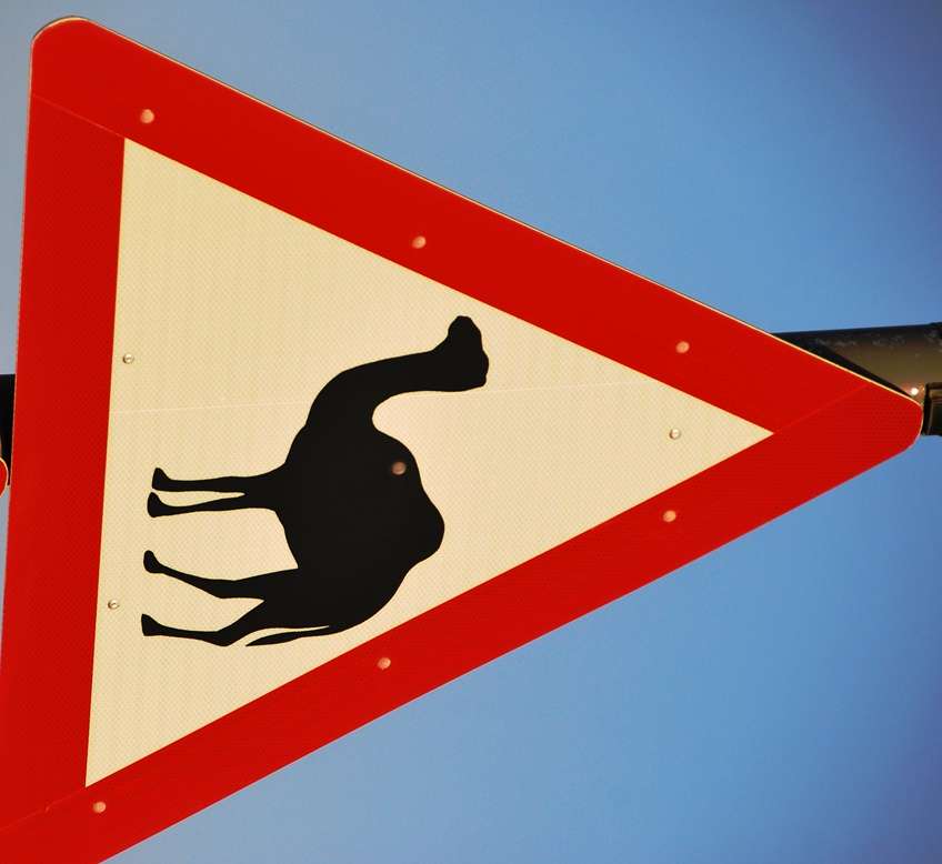 Camel Sign