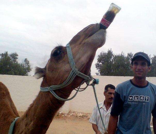 Funny Camel
