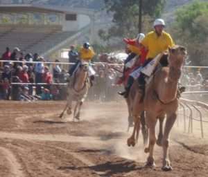 Camel Cup Alice Springs Northern Territory Australia