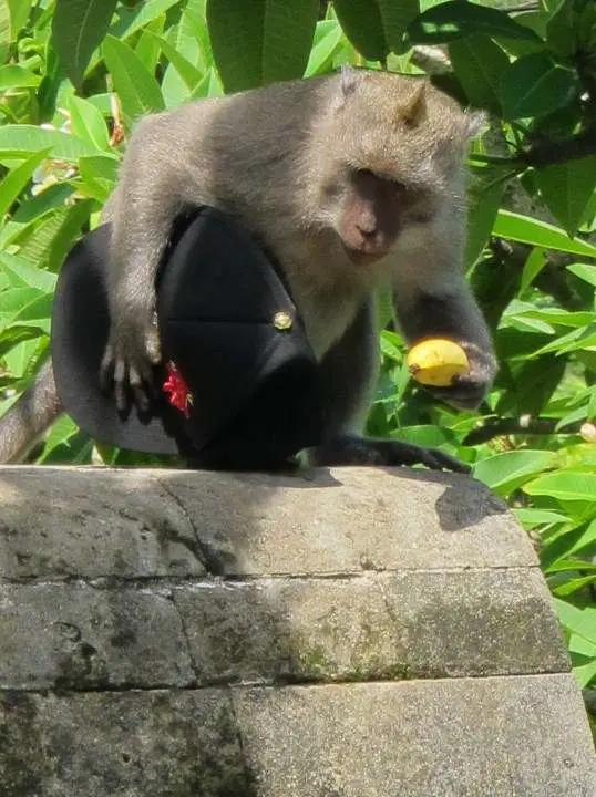 Cheeky Monkey Bali Indonesia
