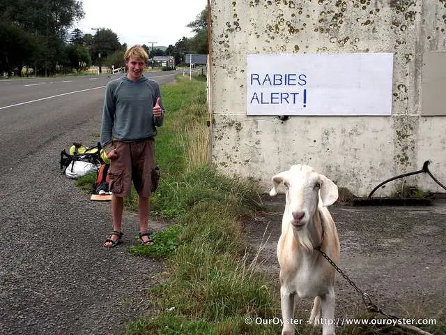 Rabies Shot And Alert