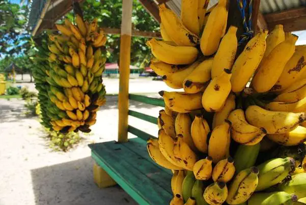 Bus Stand Food Of The World - The Free Banana Bunch