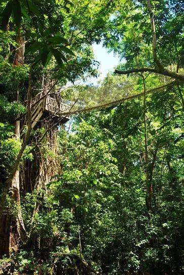 Rainforest Canopy