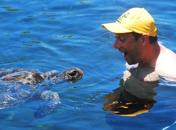 Swimming With Turtles Savai'I Samoa