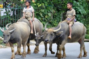 Buffalo Rides - Asian Style In Vietnam