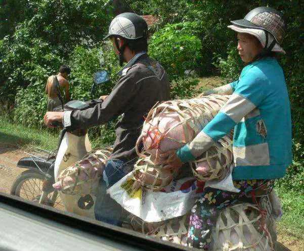 Motorbike Transport Services - Vietnamese Pig Courier Danang To Nha Trang