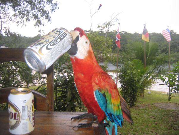 Amazon Rainforest Bird Wildlife - Beer Drinking Macaw In Brazil