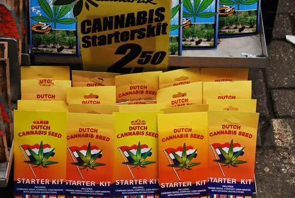 Growing Marijuana Cannabis Start Kit In Amsterdam Netherlands