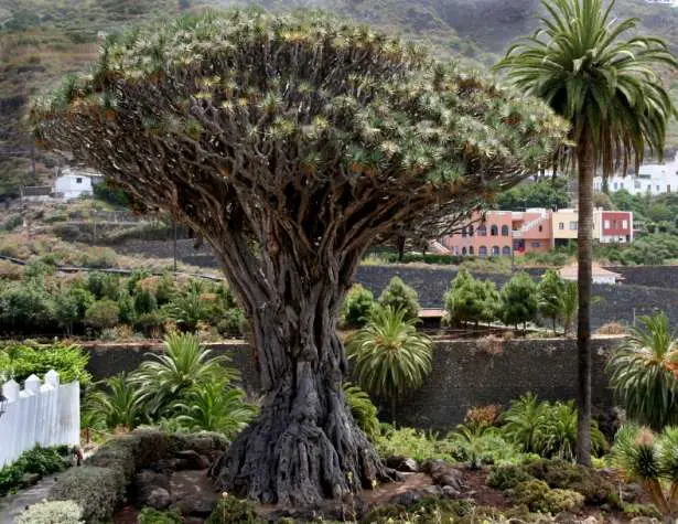 Dragon tree in Tenerife Dragon Tree In Tenerife