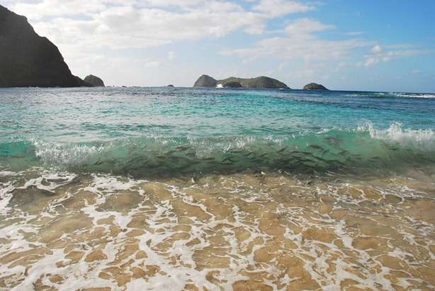 Fish Feeding Neds Bay - Lord Howe Island