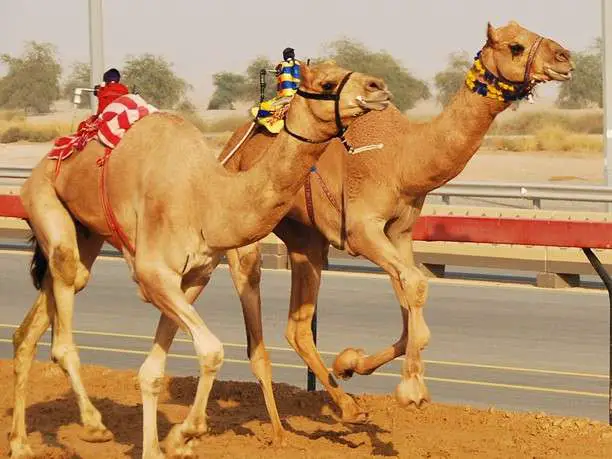 Camel Racing In Dubai Uae