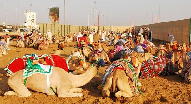 Dubai Camel Races