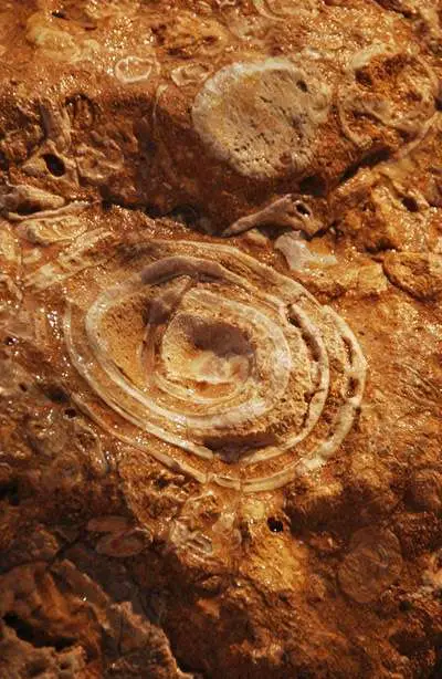 Fossils In Stone