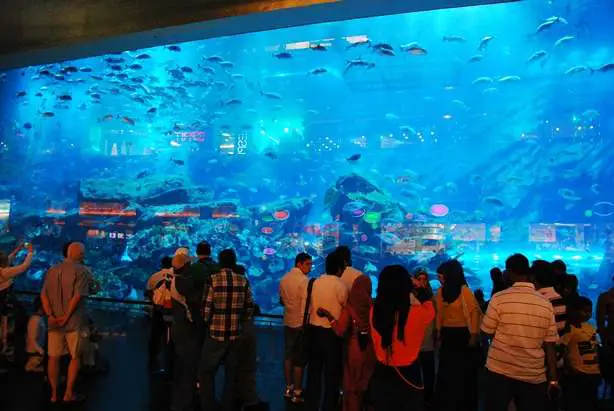 Large Aquarium - Dubai