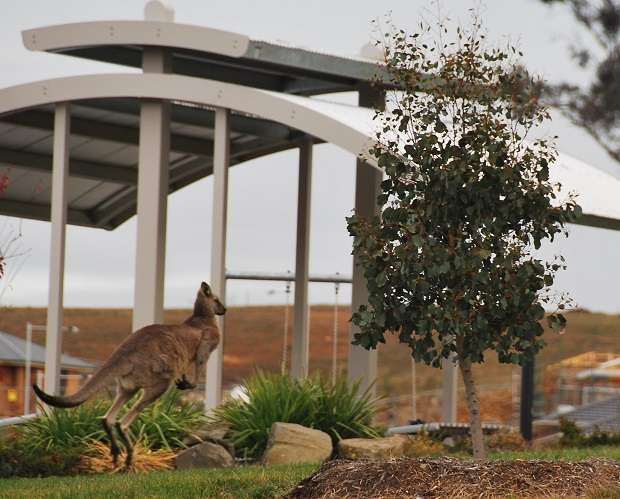 Kangaroo Jumping