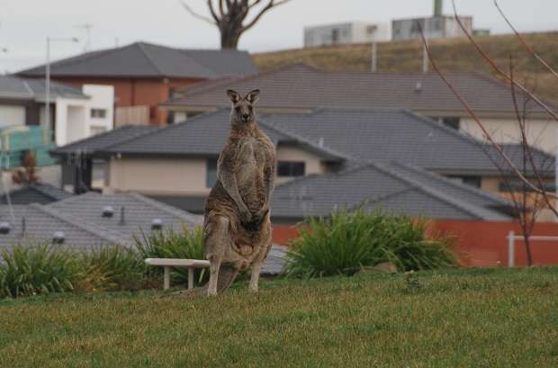 Kangaroo Photos | Australia | Kangaroo Photos. Do They Jump Around In Australian Streets? Yes They Do! | Australia | Author: Anthony Bianco - The Travel Tart Blog