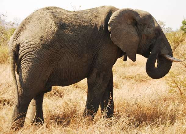 Kruger Elephant