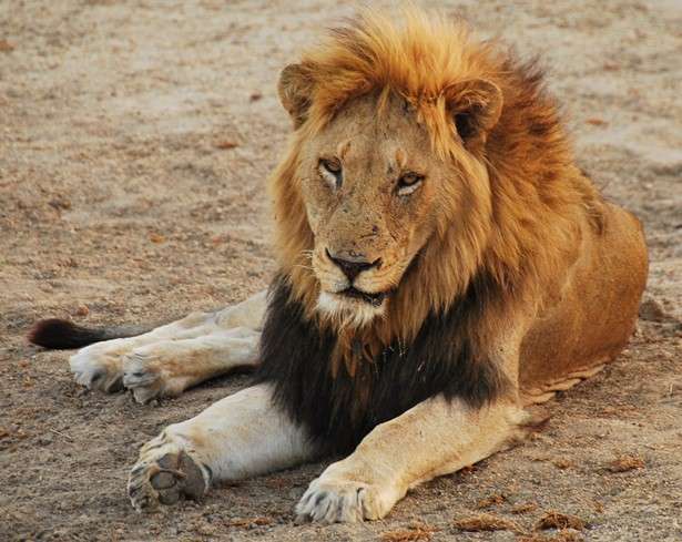 Kruger National Park Lion
