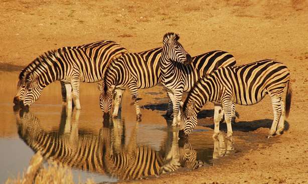 Zebra Drinking At Waterhole - Kruger National Park