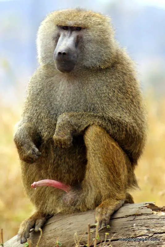 Baboon Facts Funny Behaviour Photo Of Erection | South Africa Travel Blog | Baboon Facts - Funny Behaviour Photo | African Animals, Baboon Behaviour, Baboon Photos, Cheeky Monkey, Monkey Games, Serengeti, Tanzania, Tanzania Tourism | Author: Anthony Bianco - The Travel Tart Blog