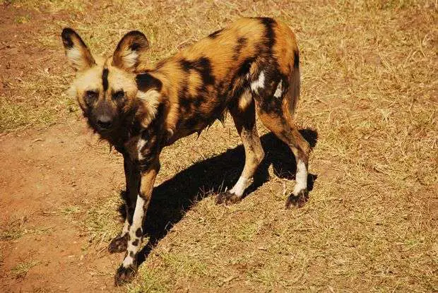 African Wild Dog