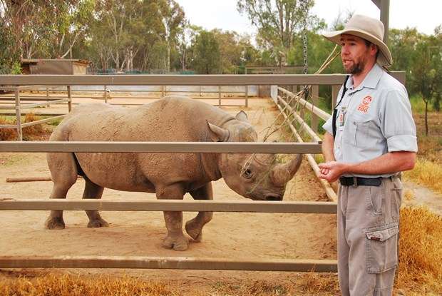 Black Rhino Breeding Program Western Plains Zoo | Glamping | Taronga Western Plains Zoo. The Endangered Species Breeding Programs We Unfortunately Need. | Glamping | Author: Anthony Bianco - The Travel Tart Blog