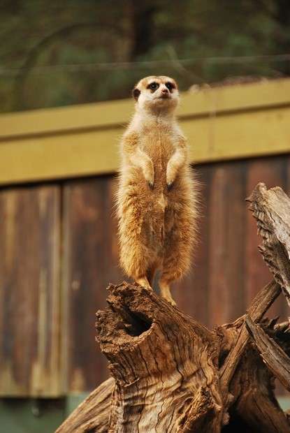 Meerkat