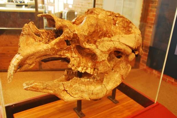 Diprotodon Skull Coonabarabran
