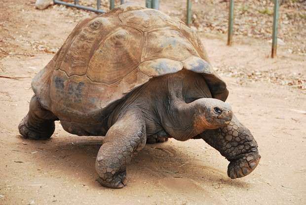 Galapagos Tortoise