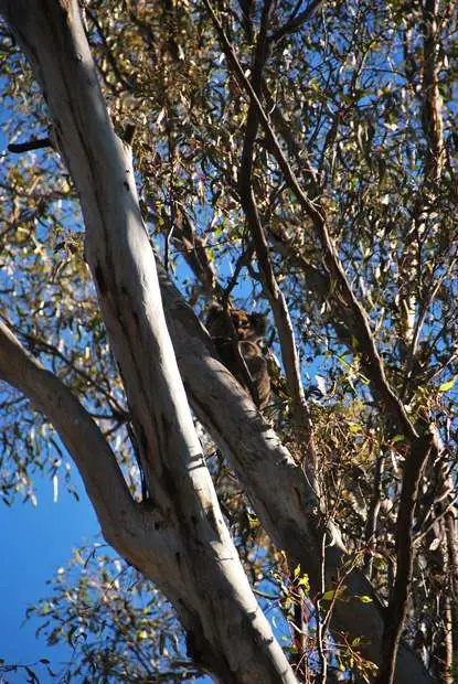 Koala In Wild - Narrandera