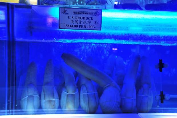 Phallic Food - Geoduck At Seafood International