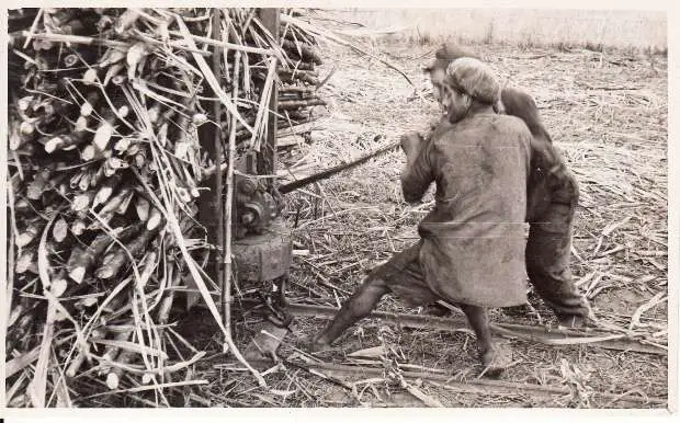 Manual Labour - Sugar Cane Loading