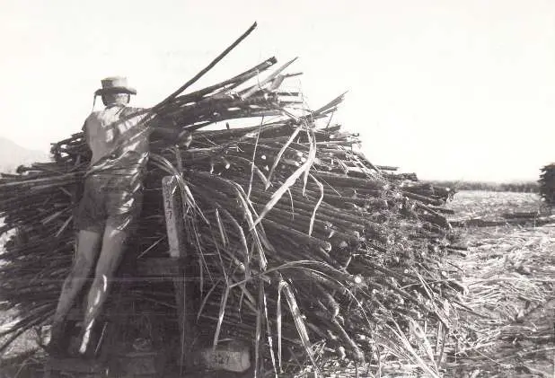Sugar Cane In Australia