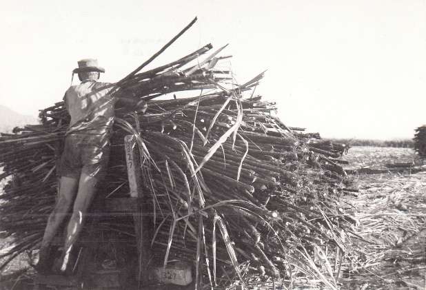 Sugar Cane In Australia