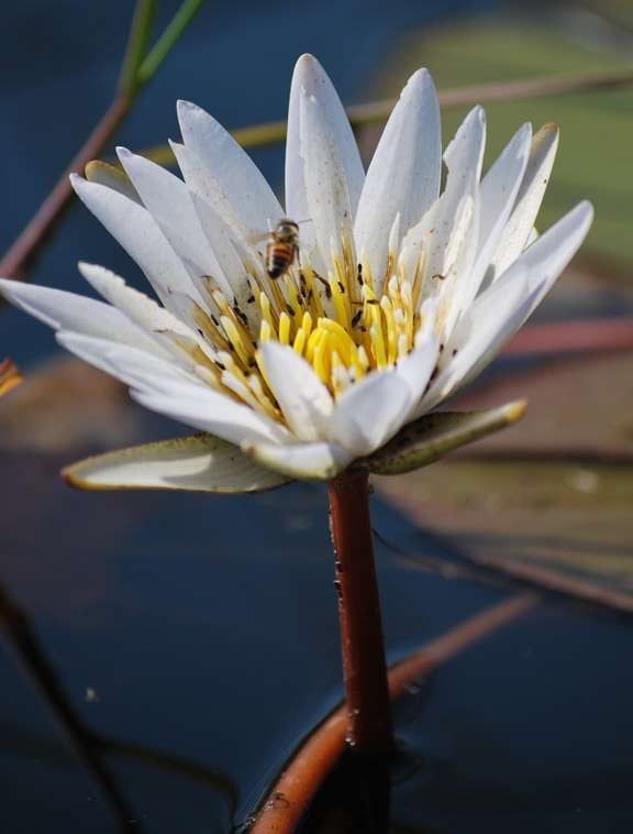 Bee In Flower E1548720118531 | Africa Travel Blog | African Animals And Landscapes - Photos That Make You Want To Ditch Your Fluorescent Prison Called The Office! | Africa Facts, Africa Photos, African Animals, African Animals List, African Animals Pictures, African Landscapes, Animal Photos, Lions, Malawi, National Geographic, Serengeti, Tanzania, Wildlife Photos, Zambia | Author: Anthony Bianco - The Travel Tart Blog