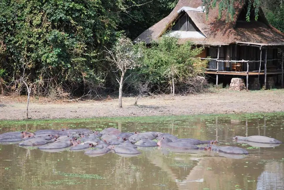 Hippos - Sth Luwangwa