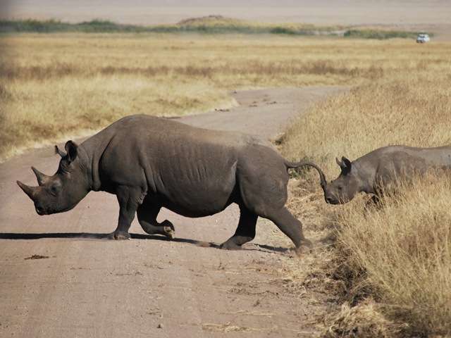 Rhino And Calf - Ngorogoro Crater