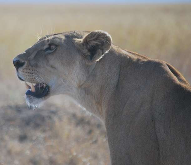 Serengeti Lion