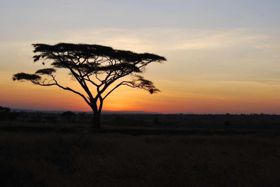 Serengeti Sunset