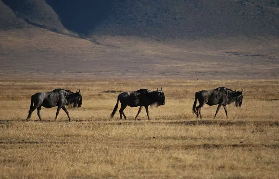 Wildebeest - Ngorogoro Crater