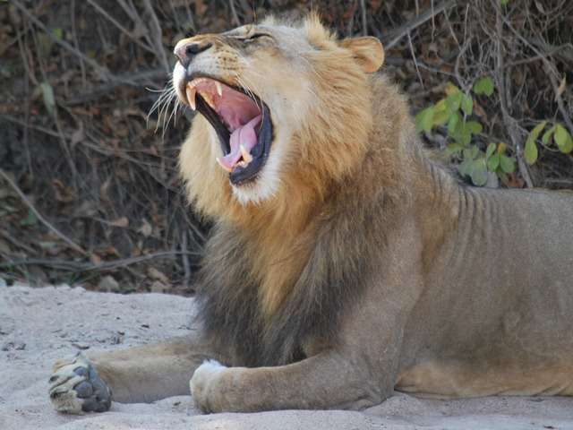 Yawning Lion Sth Luwangwa Zambia | Africa Travel Blog | African Animals And Landscapes - Photos That Make You Want To Ditch Your Fluorescent Prison Called The Office! | Africa Travel Blog | Author: Anthony Bianco - The Travel Tart Blog