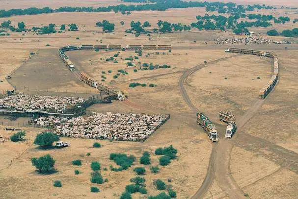 Cattle Mustering