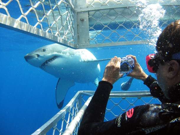 Great White Shark Cage Diving | Bolivia Travel Blog | South Australia - Things I'D Like To Do There! | Adelaide, Adelaide Oval, Barossa Valley, Coopers Beer, Flinders Ranges, Kangaroo Island, Remarkable Rocks, Shark Cage Diving, South Australia | Author: Anthony Bianco - The Travel Tart Blog